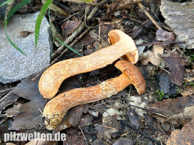 Rostroter Lärchenröhrling, Suillus tridentinus
