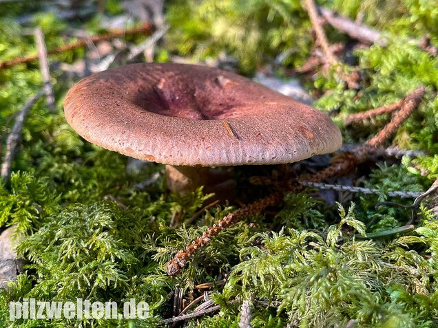 Rotbrauner Milchling, Lactarius rufus