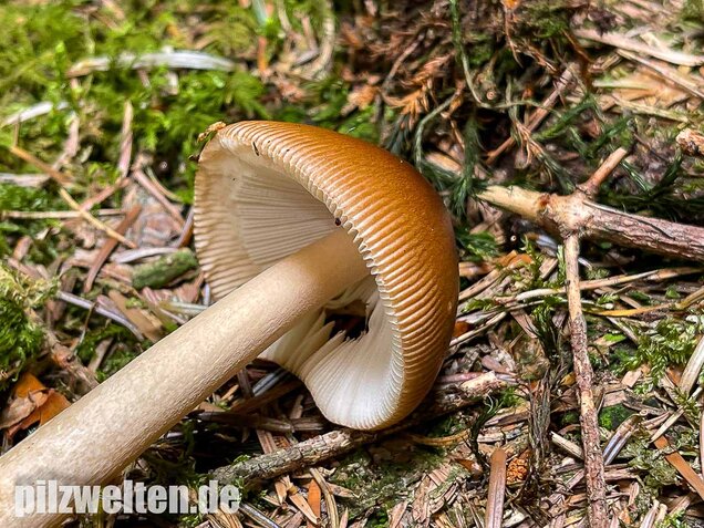Rotbrauner Scheidenstreifling, Amanita fulva