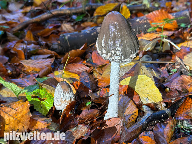 Spechttintling, Elsterntintling, Coprinopsis picacea