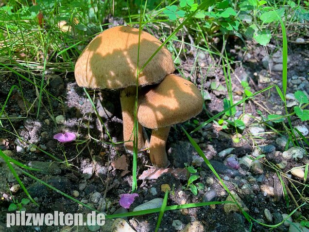 Tränender Saumpilz, Lacrymaria lacrymabunda
