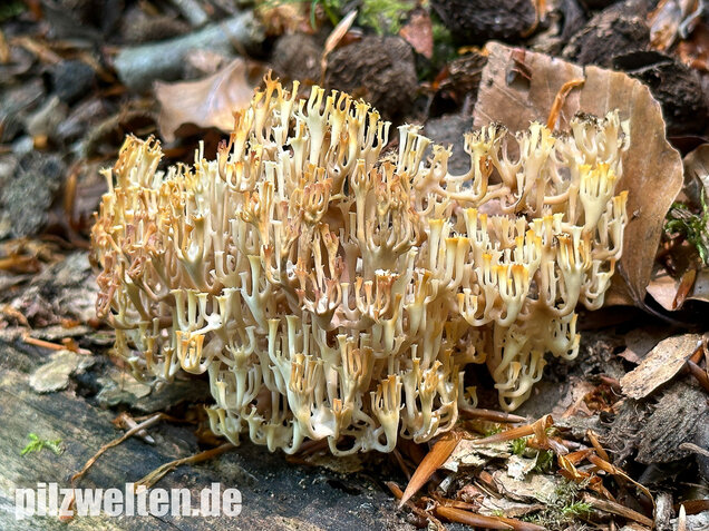 Verzweigte Becherkoralle, Artomyces pyxidatus
