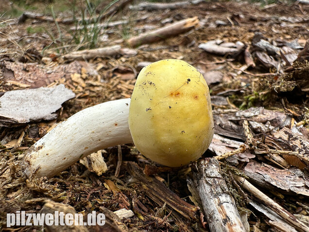 Weißstieliger Ockertäubling, Russula citrina / Russula violeipes var. citrina