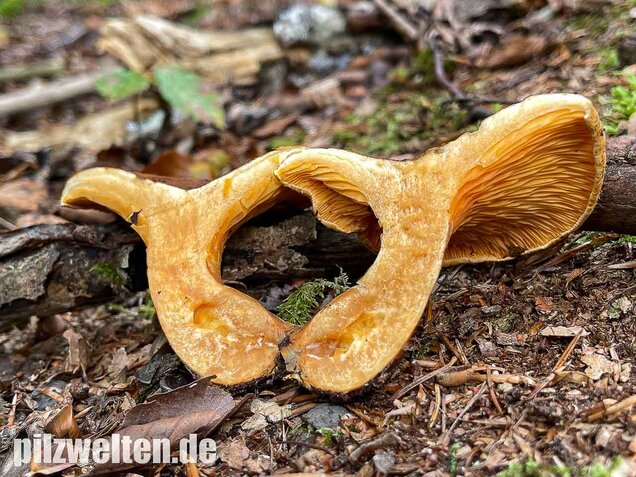 Brauner Afterleistling, Hygrophoropsis rufa