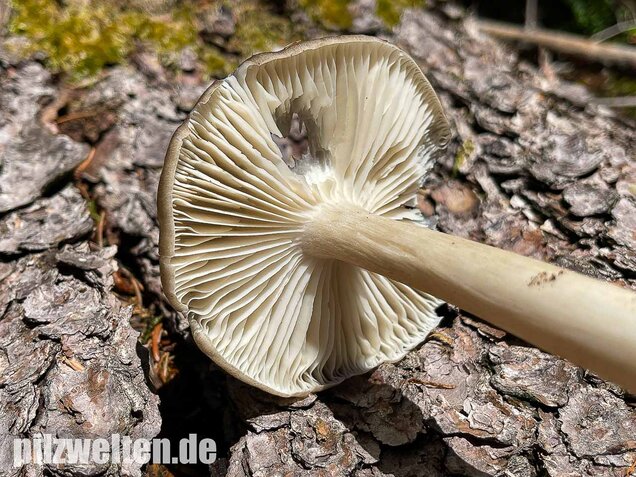 Breitblättriger Holzrübling, Megacollybia platyphylla