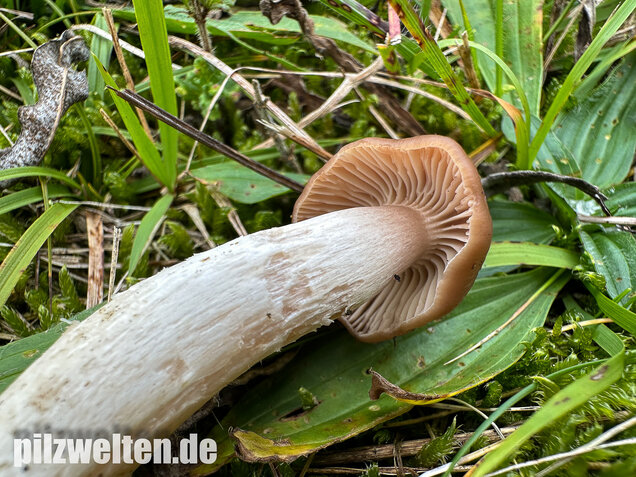 Dattelbrauner Ellerling, Cuphophyllus colemannianus