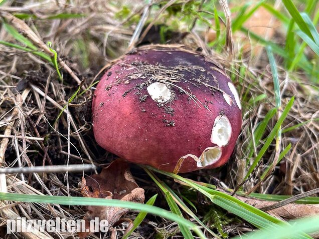 Heringstäubling, Fleischfarbener Heringstäubling, Russula xerampelina