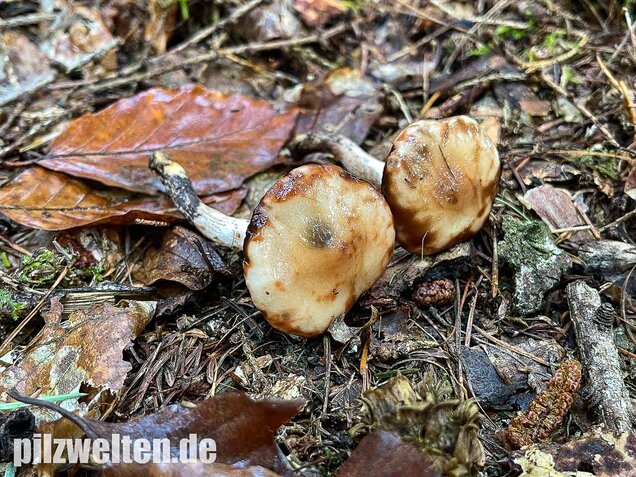 Gefleckter Gelbfuß, Gomphidius maculatus