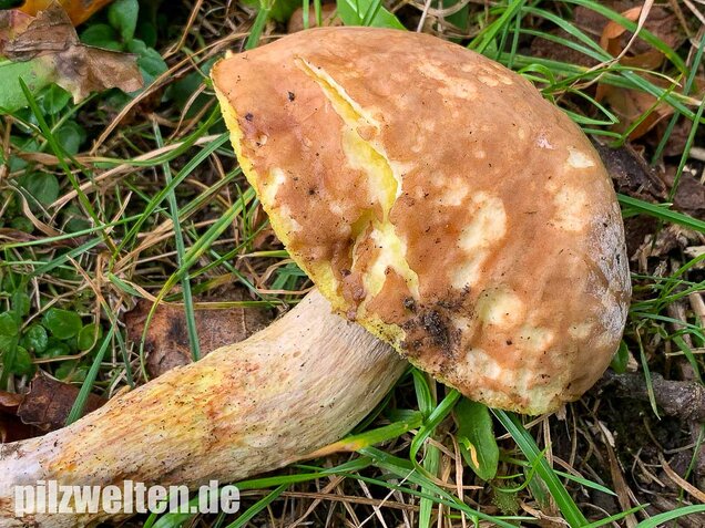 Gehämmerter Röhrling, Hemileccinum depilatum