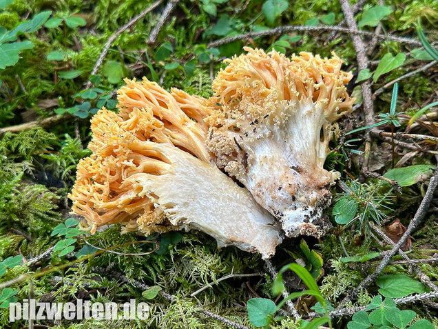 Gelbwerdende Koralle, Rosagelbliche Koralle, Ramaria flavescens