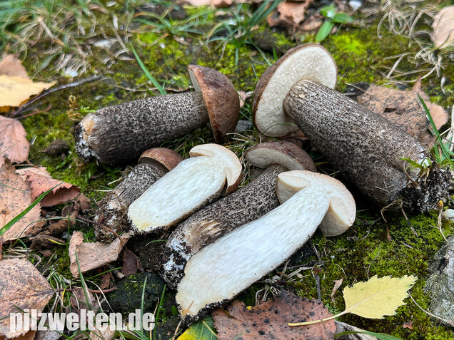 Gemeiner Birkenpilz, Langfuß, Birkenraufuß, Leccinum scabrum