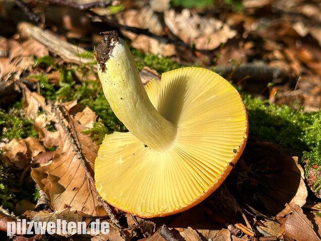 Goldtäubling, Russula aurea