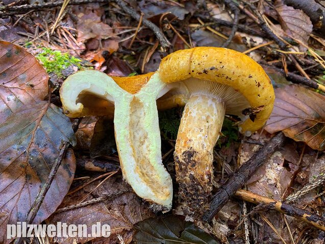Grubiger Milchling, Lactarius scrobiculatus