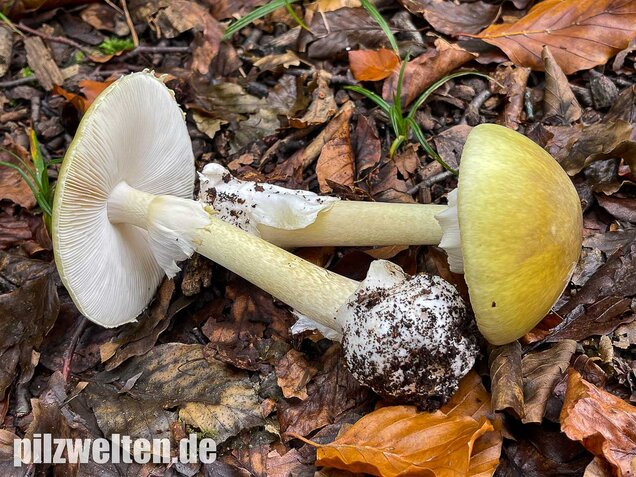 Grüner Knollenblätterpilz, Amanita phalloides