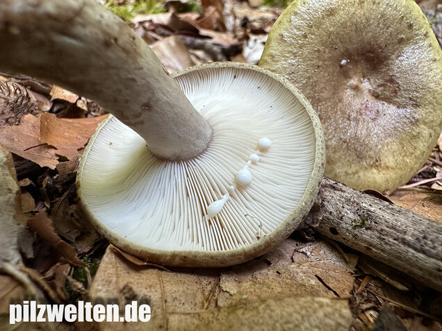 Graugrüner Milchling, Lactarius blennius