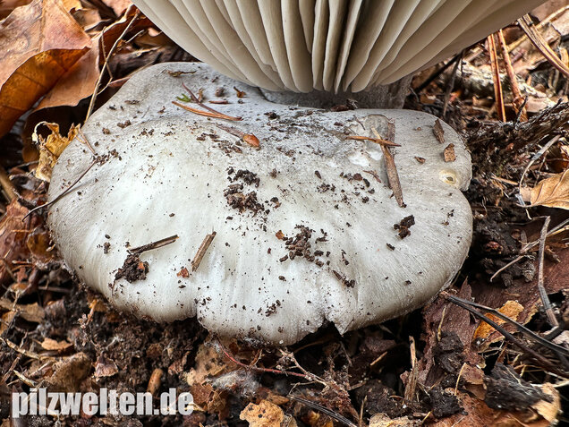 Märzschneckling, Märzellerling, Hygrophorus marzuolus