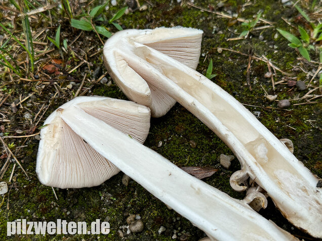 Ockergrauer Scheidenstreifling, Ockergrauer Riesenstreifling, Amanita lividopallescens