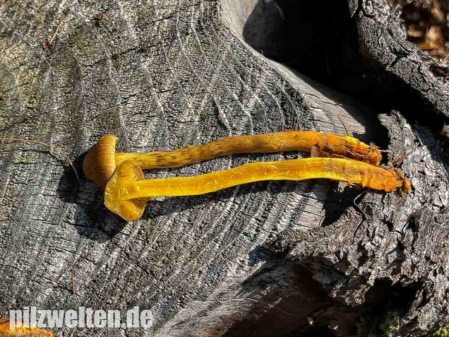 Orangefüssiger Hautkopf, Cortinarius bataillei
