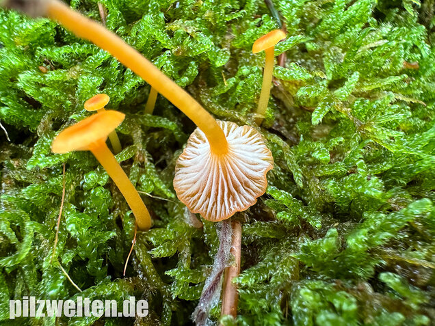 Orangeroter Heftelnabeling, Gelber Moosnabeling, Rickenella fibula