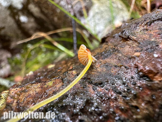 Orangeroter Helmling, Mycena acicula