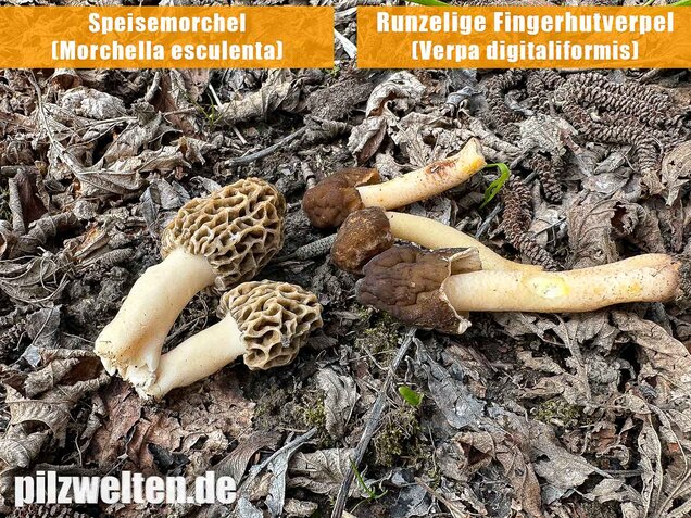 Runzelige Fingerhutverpel, Verpa digitaliformis