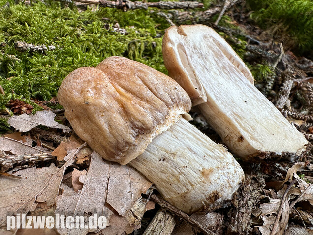 Reifpilz, Cortinarius caperatus