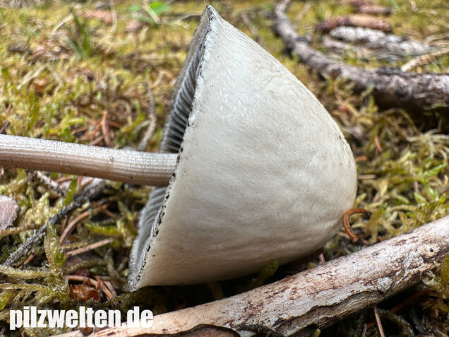 Ringdüngerling, Beringter Düngerling, Panaeolus semiovatus
