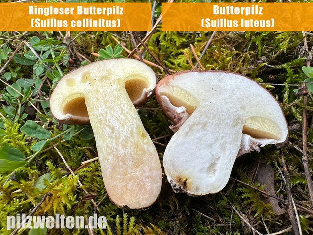 Ringloser Butterpilz, Suillus collinitus