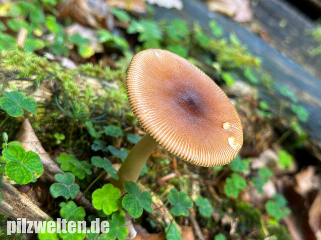 Rotbrauner Scheidenstreifling, Amanita fulva