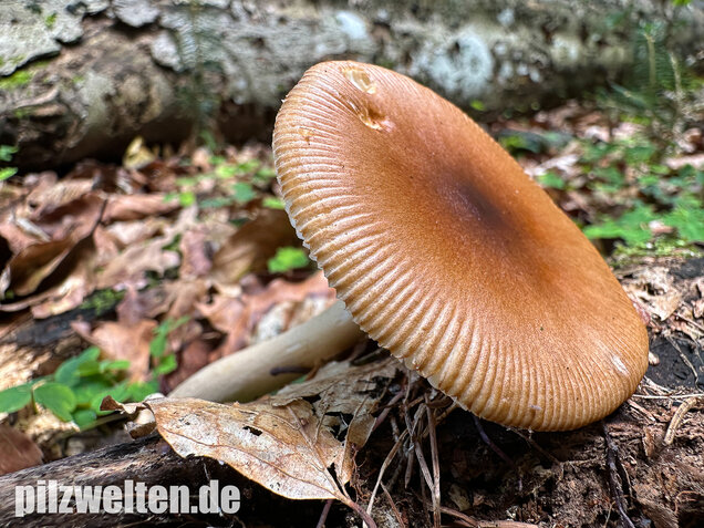 Rotbrauner Scheidenstreifling, Amanita fulva