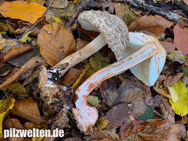 Olivbrauner Safranschirmling, Wald-Safranschirmling, Chlorophyllum olivieri