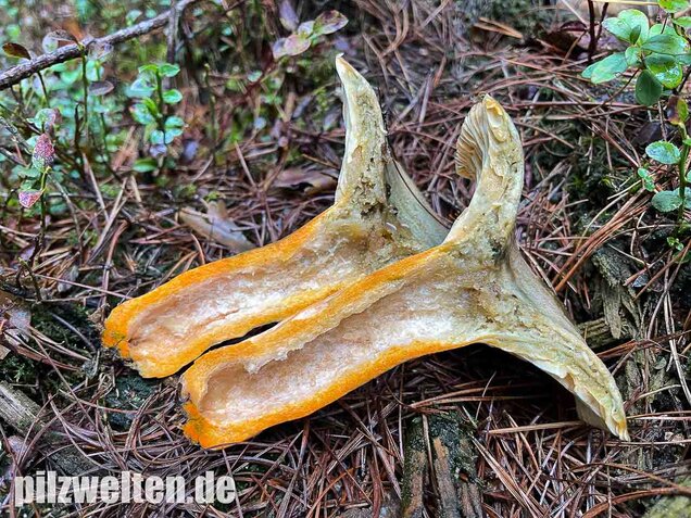 Spangrüner Kiefernreizker, Lactarius semisanguifluus