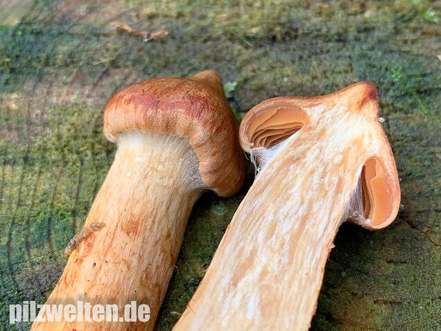 Spitzgebuckelter Raukopf, Cortinarius rubellus