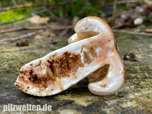 Stinktäubling, Russula foetens