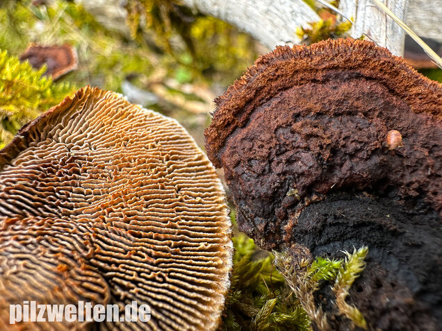 Tannenblättling, Gloeophyllum abietinum