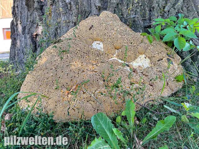 Tropfender Schillerporling, Pseudoinonotus dryadeus