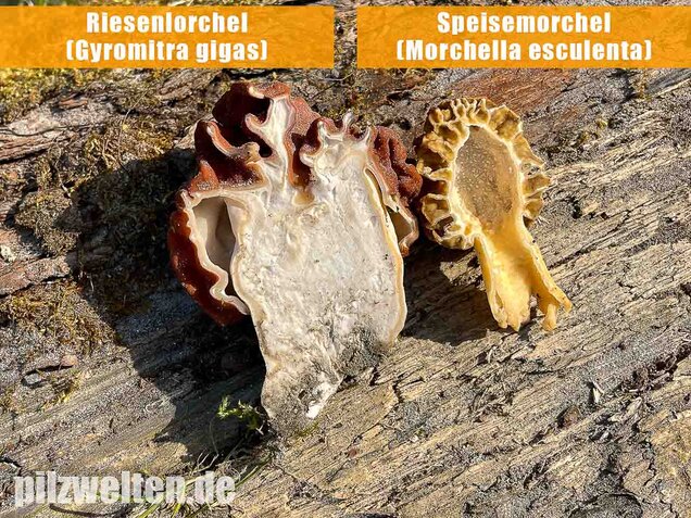 Speisemorchel, Morchella esculenta
