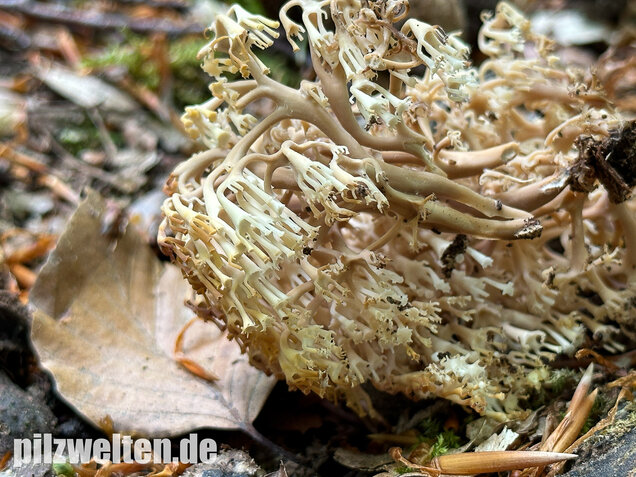 Verzweigte Becherkoralle, Artomyces pyxidatus