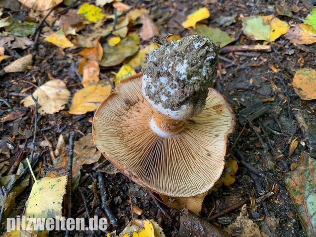 Violettrandiger Schleimkopf, Cortinarius balteatus