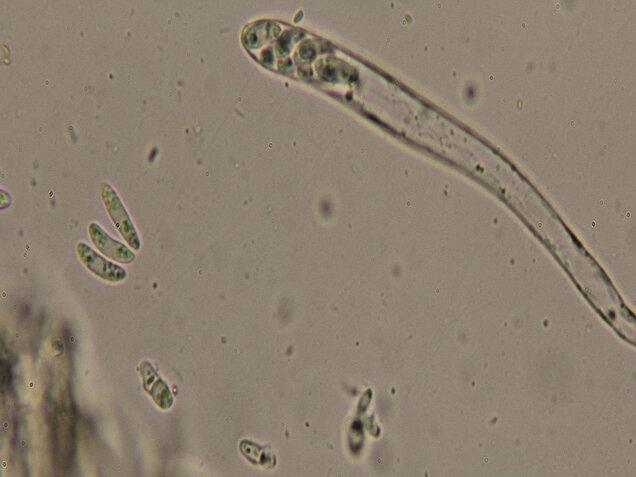 Weiden-Stängelbecherchen, Hymenoscyphus conscriptus