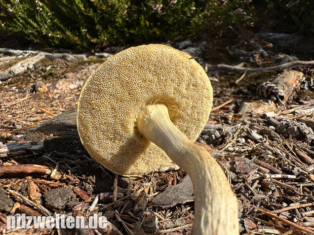 Weißer Birkenpilz, Leccinum holopus