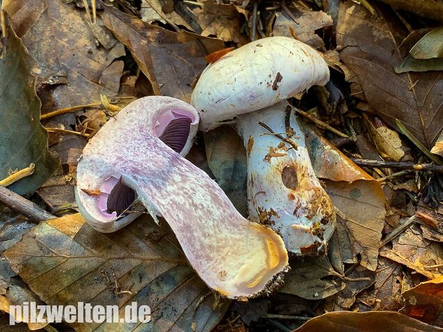 Bocksdickfuß, Cortinarius camphoratus