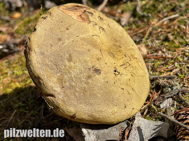 Brauner Filzröhrling, Braune Ziegenlippe, Xerocomus ferrugineus