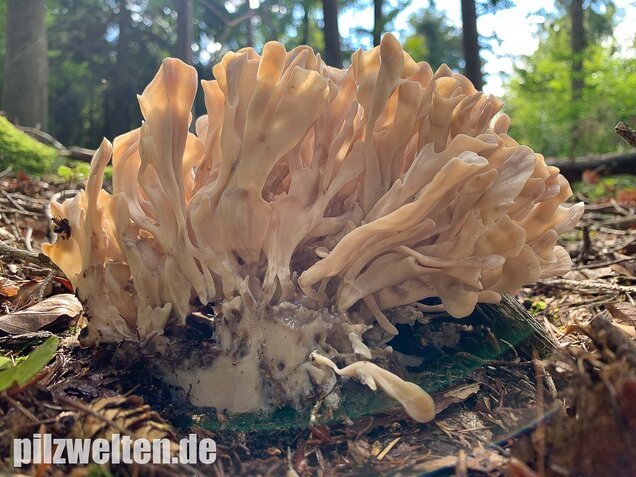 Breitblättrige Glucke, Sparassis brevipes