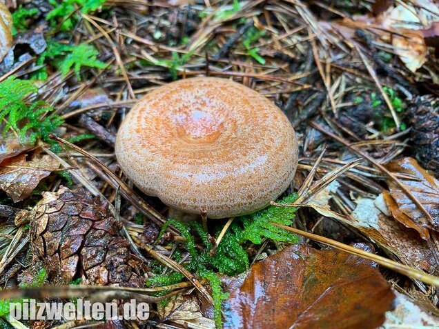 Edelreizker, Lactarius deliciosus
