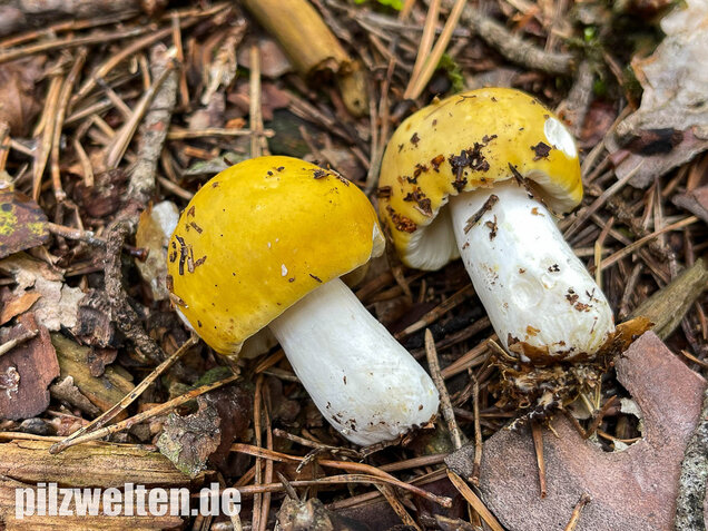 Gelber Graustieltäubling, Russula claroflava