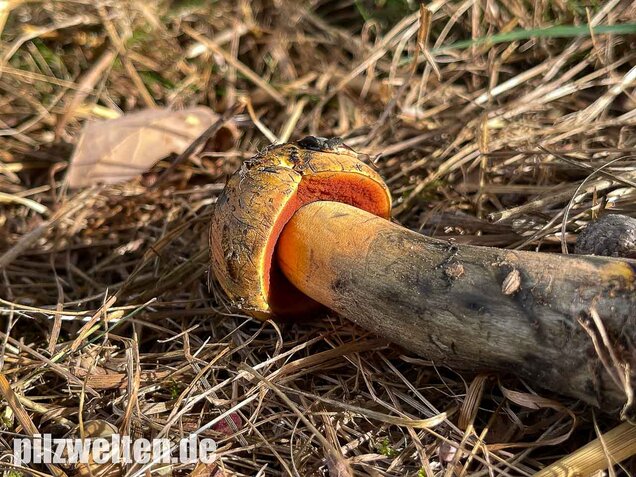 Gelbfüßiger Hexenröhrling, Neoboletus xanthopus