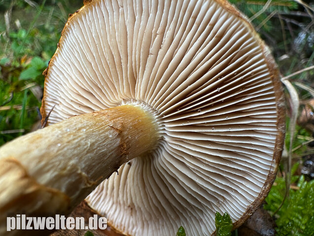 Gelbgestiefelter Schleimkopf, Phlegmacium triumphans