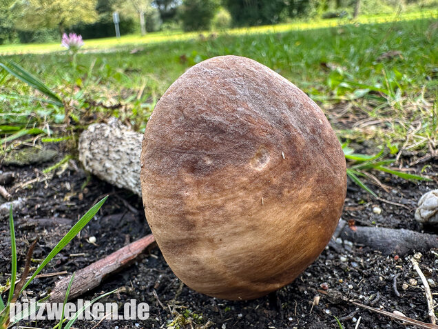 Gemeiner Birkenpilz, Langfuß, Birkenraufuß, Leccinum scabrum