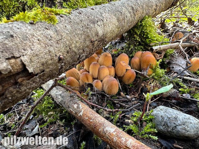 Glimmertintling, Coprinellus micaceus
